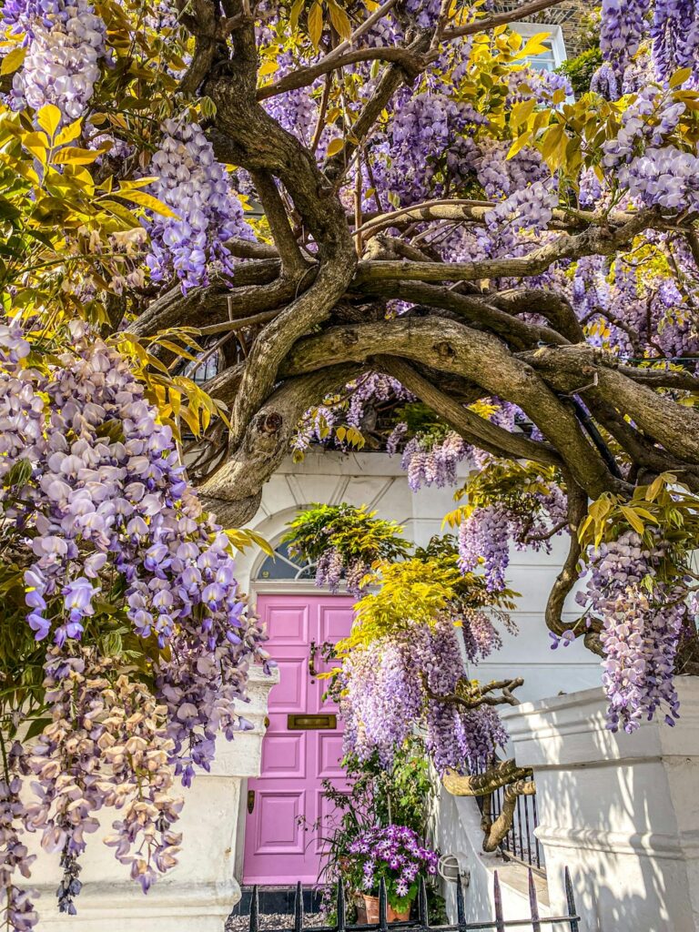 Wisteria ở London - khám phá London