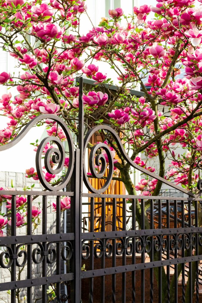 Ngôi nhà với hoa Mộc Lan ở London