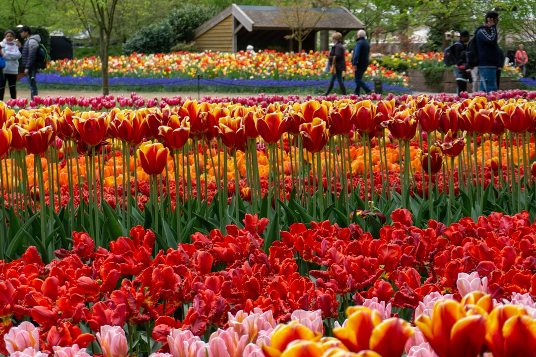 Keukenhof Tulip - Hà Lan - hành trình săn hoa theo mùa