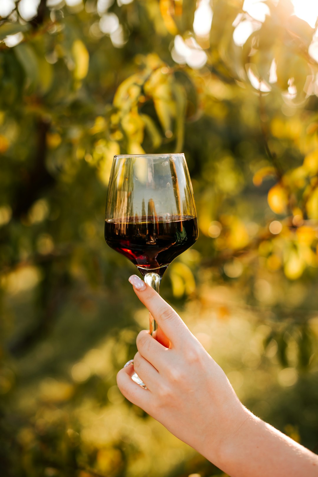 trải nghiệm rượu vang hồng - rose tại châu Âu