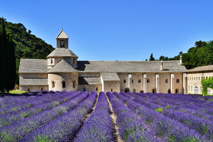 Bí Kíp Săn Hoa Lavender Provence