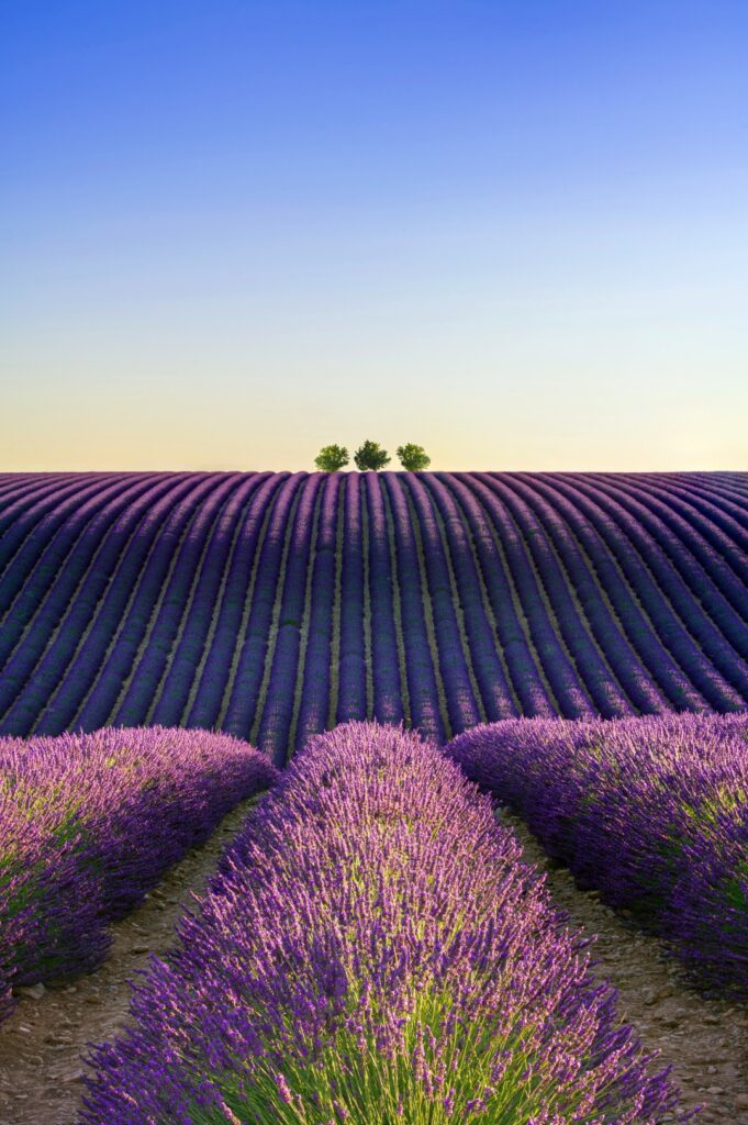 Cánh đồng hoa lavender ở Valensole rực rỡ dưới ánh hoàng hôn Provence
