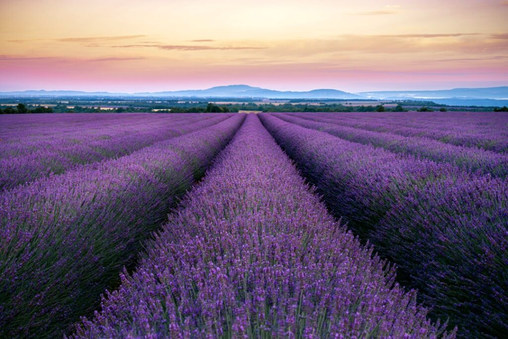 Cánh đồng hoa lavender ở Valensole rực rỡ dưới ánh hoàng hôn
