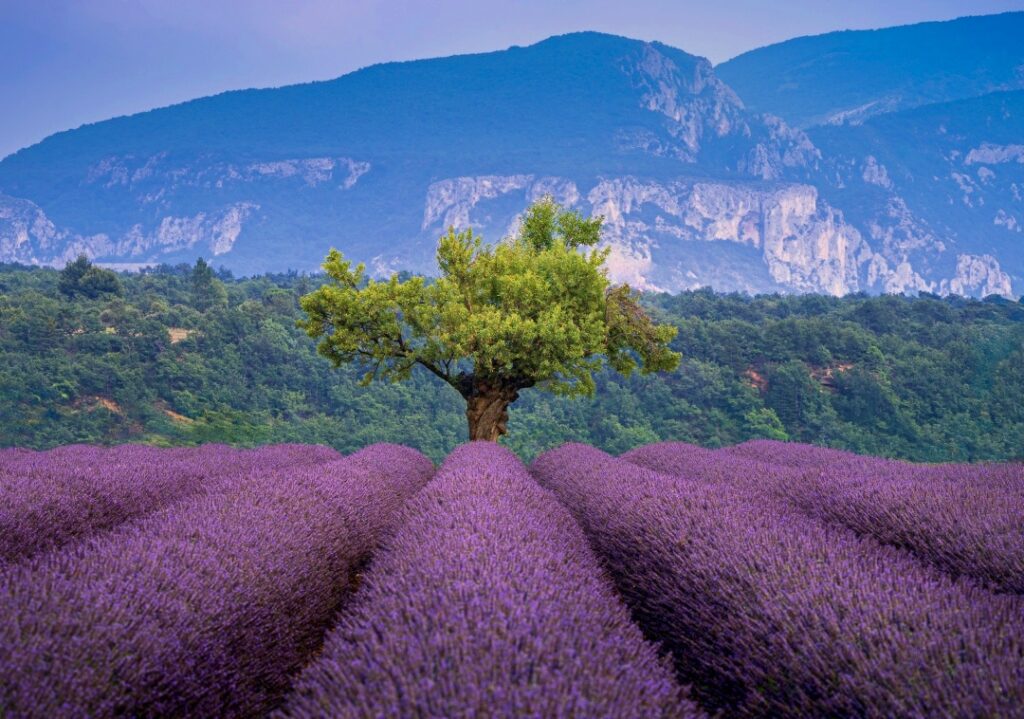 Hoa oải hương Pháp