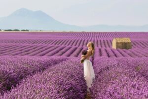 Săn hoa Lavender Provence
