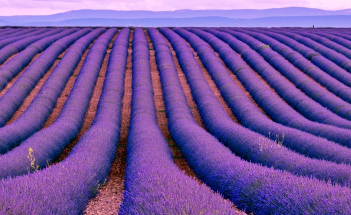 Săn hoa lavender Provence tại Pháp