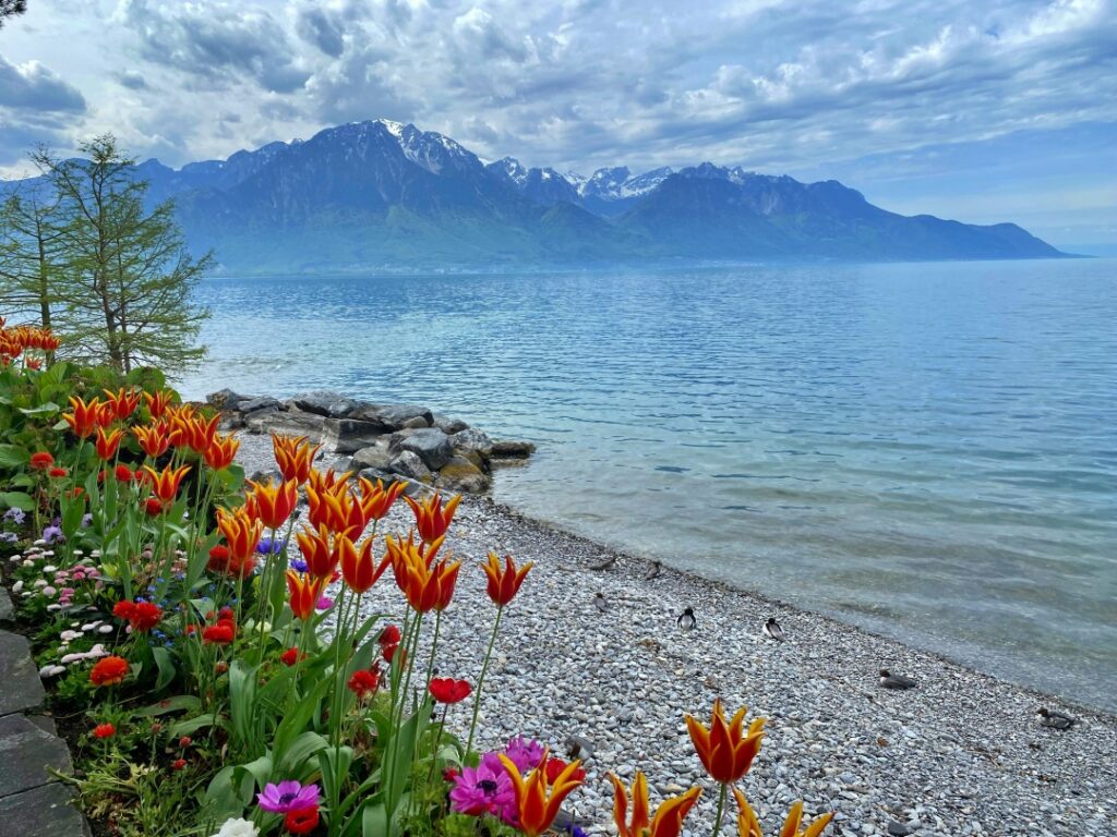 Hoa tulip và hoa dại dọc đại lộ ven hồ ở Montreux Thuỵ Sĩ