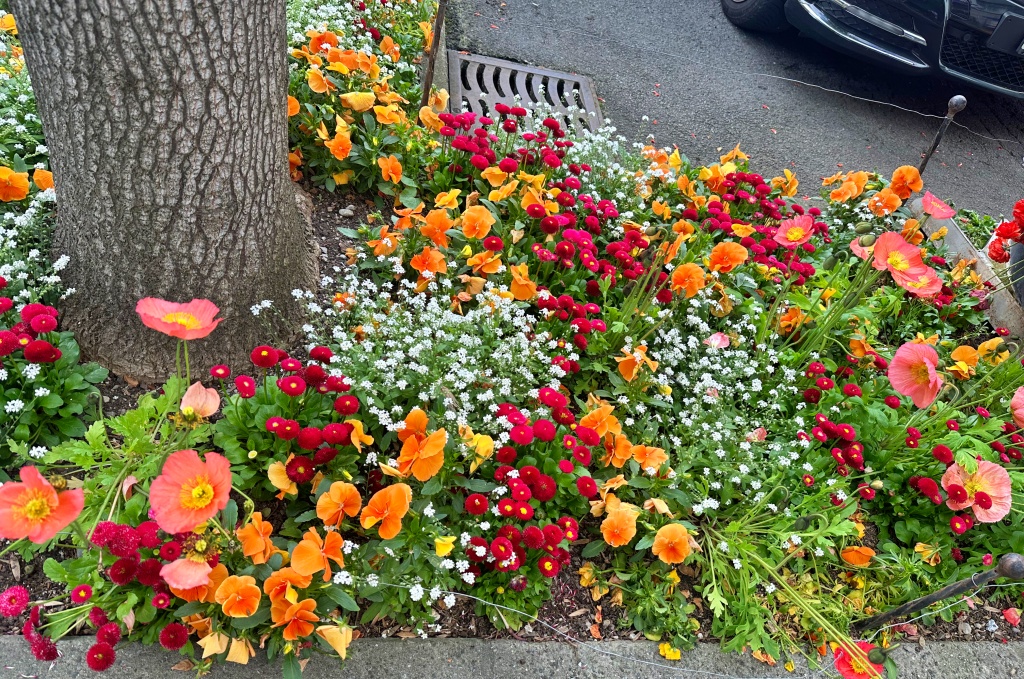 Hoa dại ở gần ga của Montreux Thuỵ Sĩ