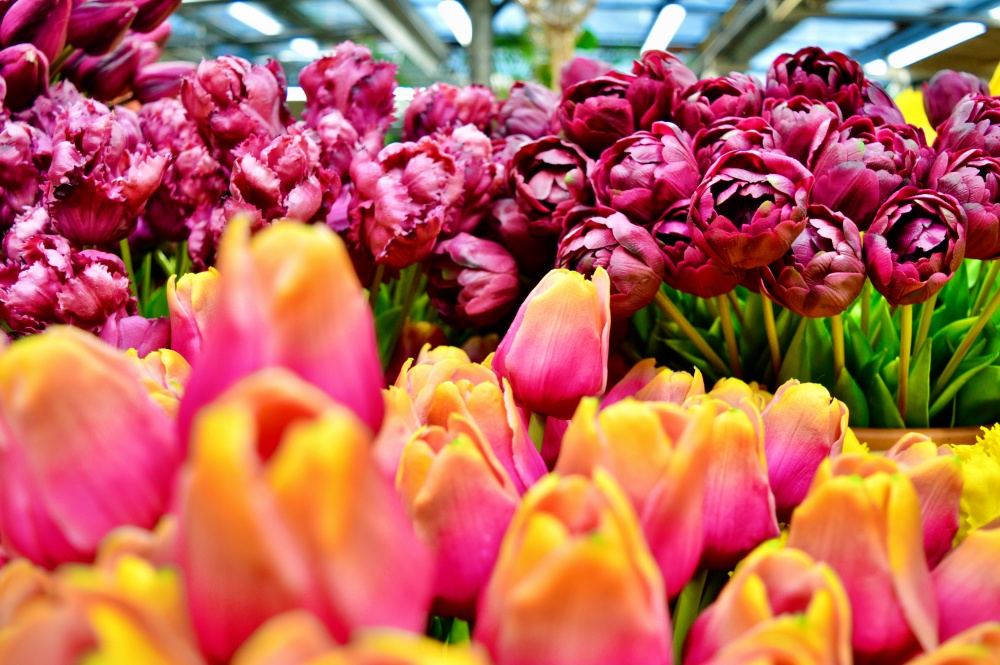 Lễ hội hoa Tulip Keukenhof - du lịch Amsterdam Hà Lan