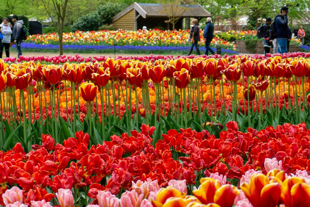 Du khách dạo trong khu vườn Keukenhof - Hà Lan