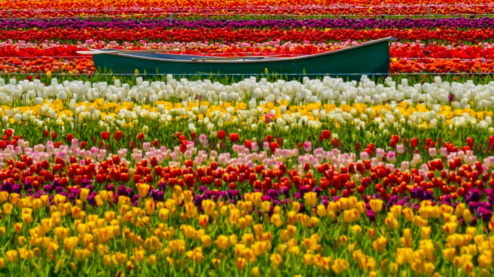 Lễ hội Tulip Hà Lan tại Keukenhof