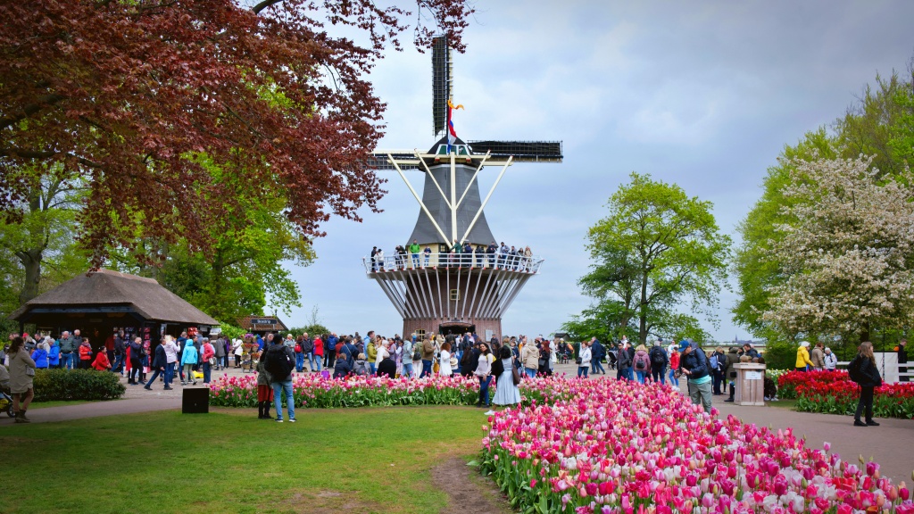 Cối xay gió nhìn ra những cánh đồng tulip bạt ngàn