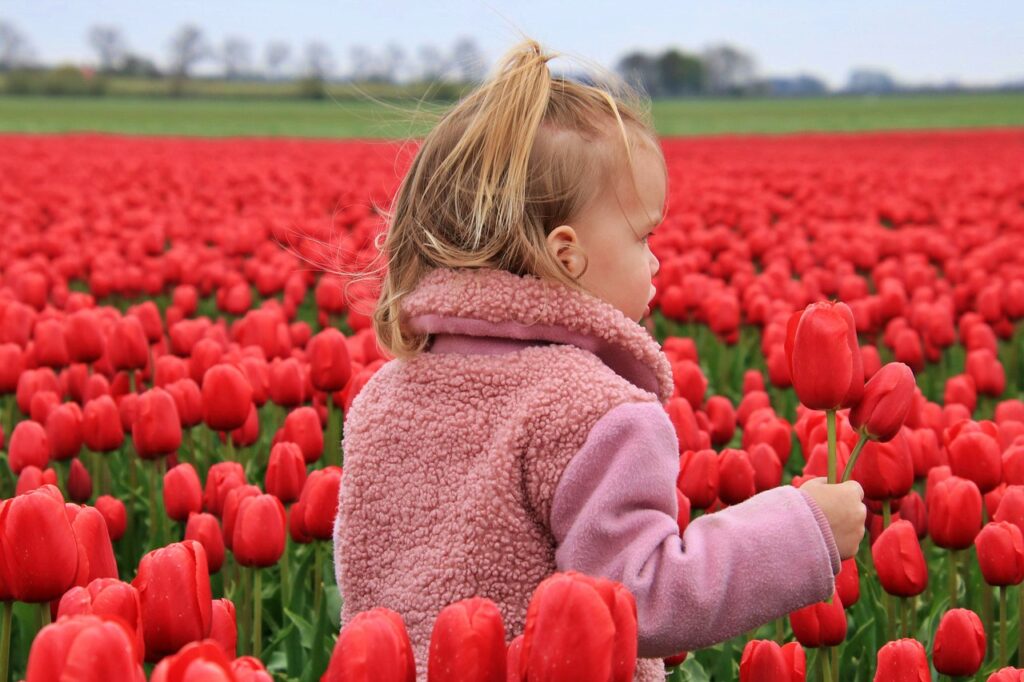 Lễ hội Tulip Hà Lan - Keukenhof, Lisse