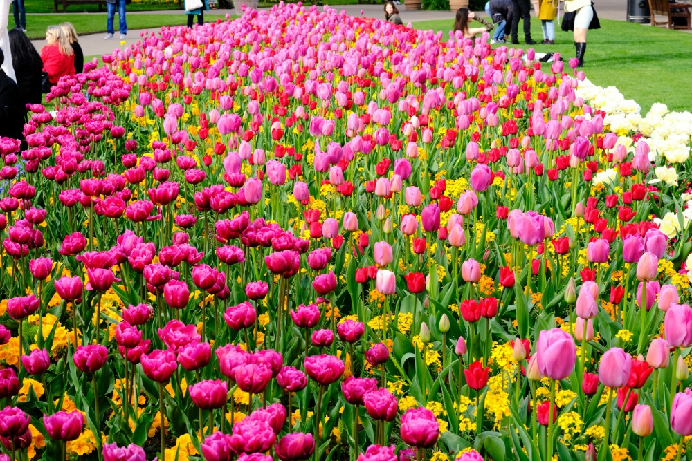 Những luống tulip rực rỡ tại Keukenhof Hà Lan
