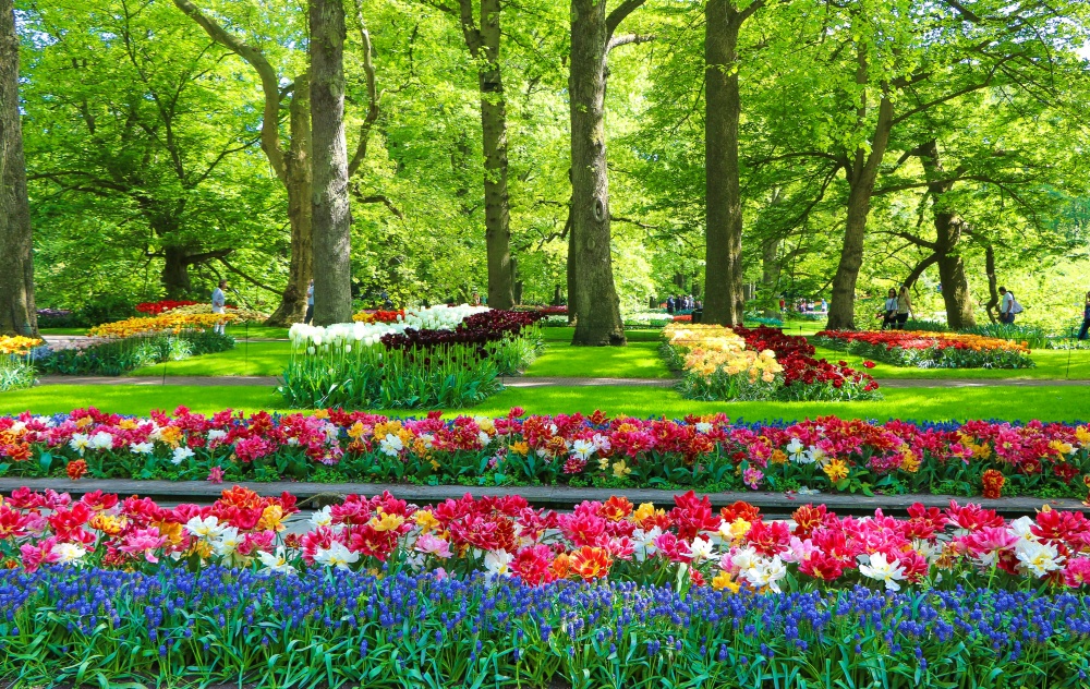 Lễ hội hoa Tulip Hà Lan tại Keukenhof, Lisse