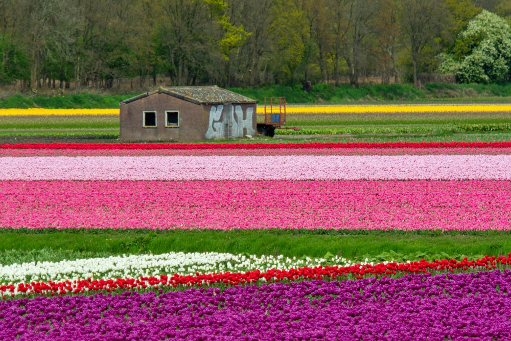 Tulip field at the Netherlands