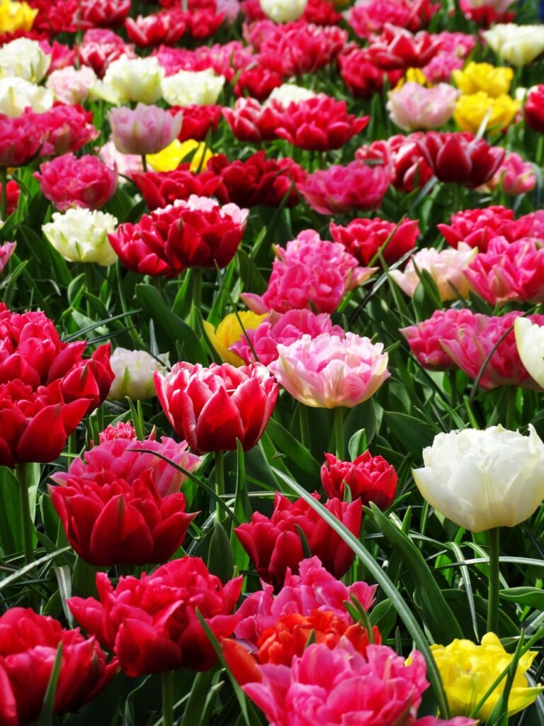 Sắc màu tulip đỏ, hồng, vàng trải dài trong vườn Keukenhof