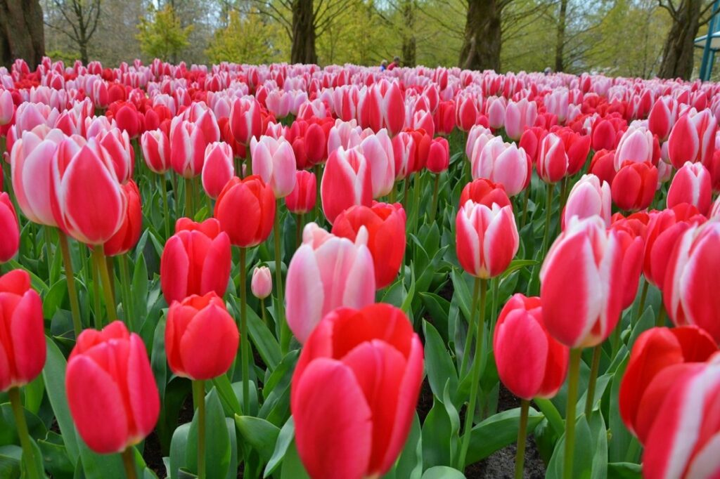 Cánh đồng tulip rực rỡ tại Keukenhof, Hà Lan mùa xuân
