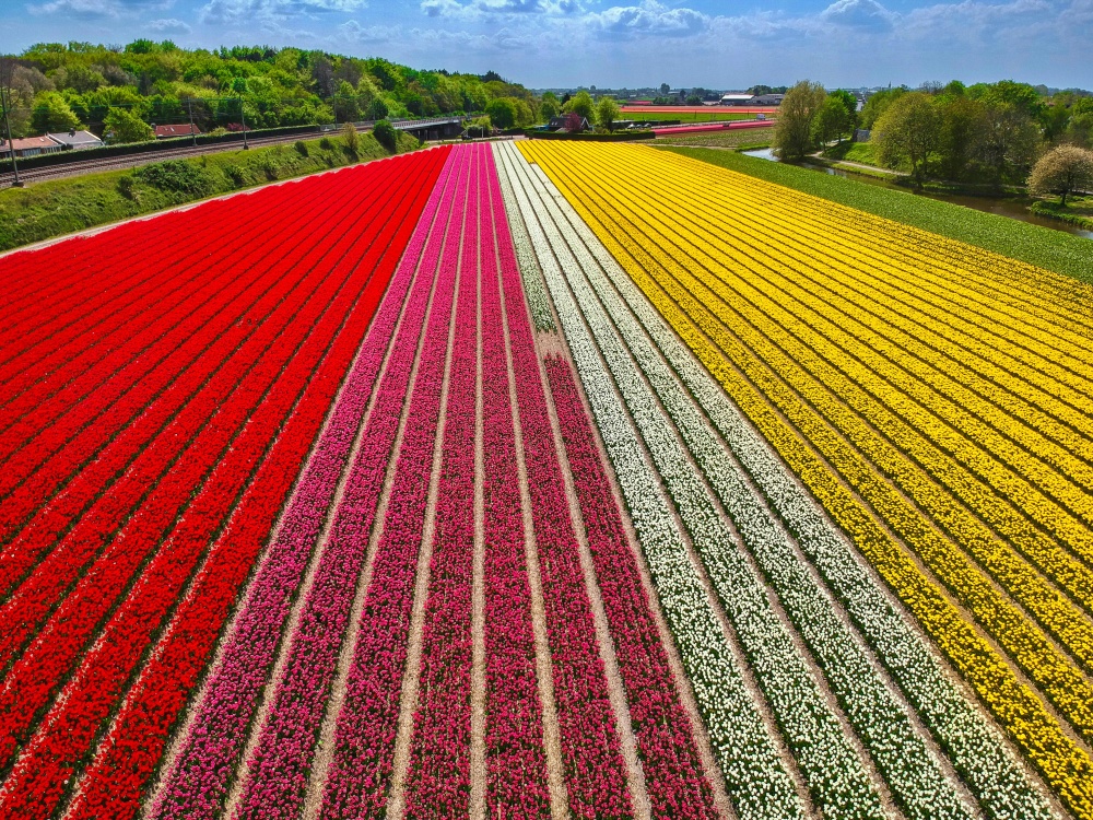 Những cánh đồng Tulip trải dài tại Hà Lan