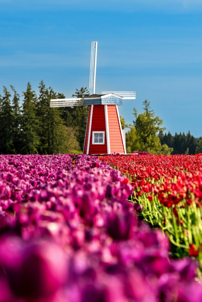 Lễ hội hoa Tulip Hà Lan