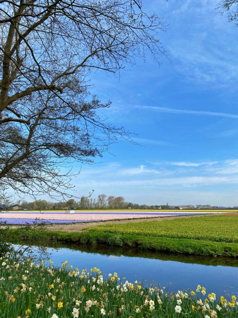 Thuyền lướt qua cánh đồng tulip ngoài khu vườn Keukenhof