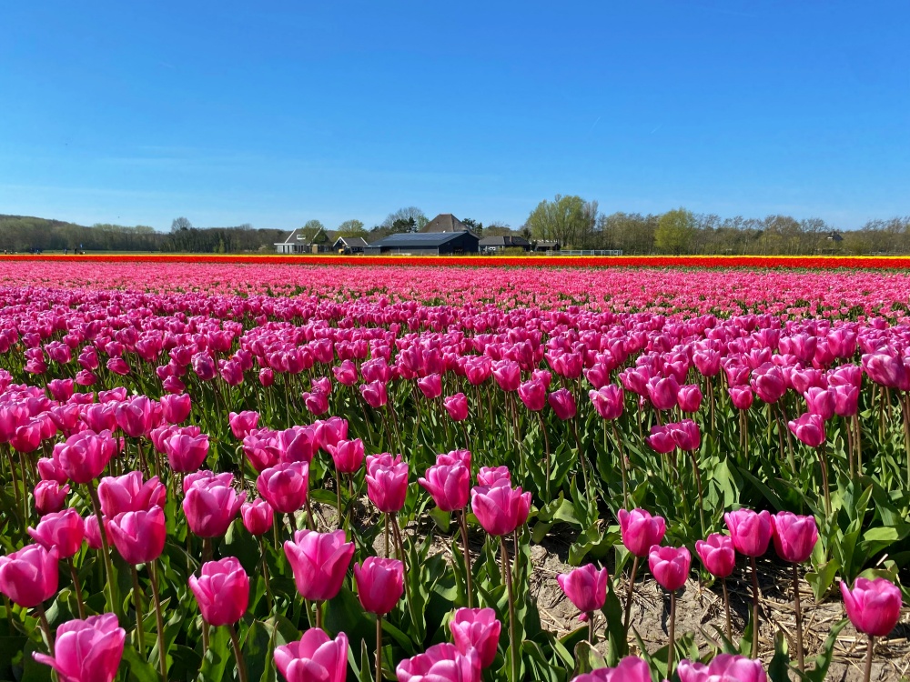 Những cánh đồng Tulip Hà Lan bạt ngàn tại Lisse
