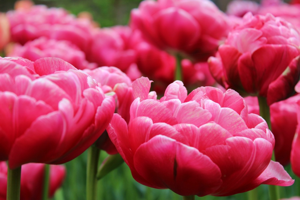 Lễ hội Tulip Hà Lan