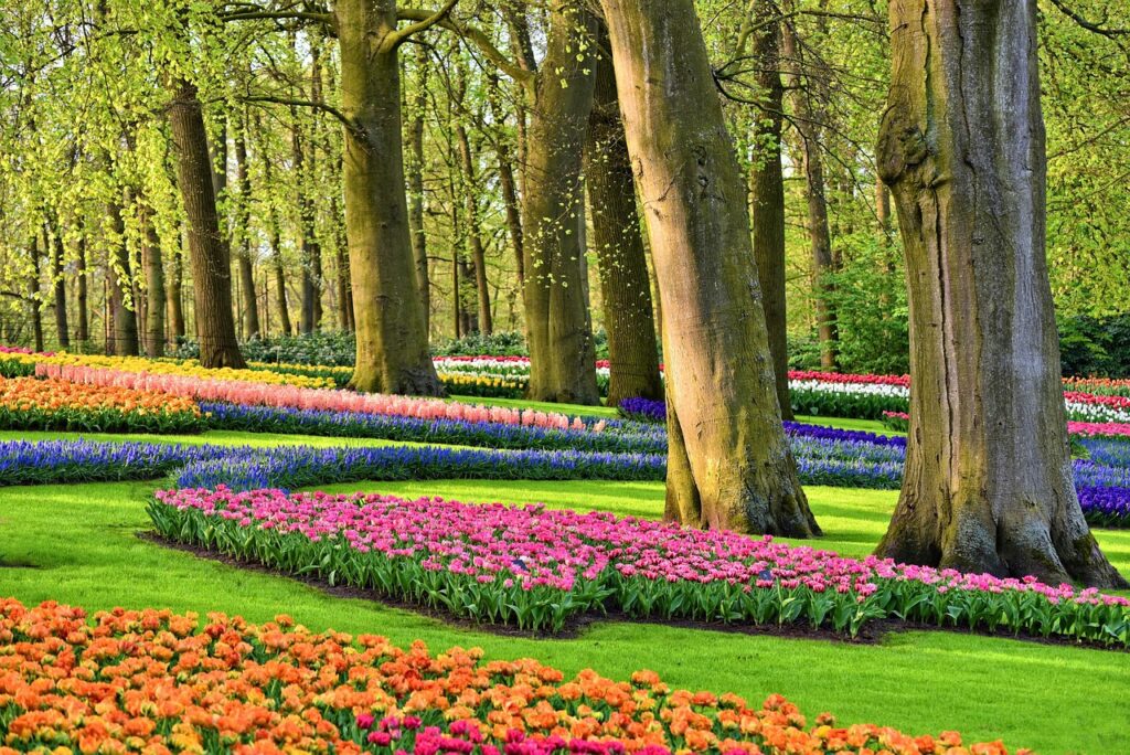Lễ hội Tulip Hà Lan - Keukenhof garden
