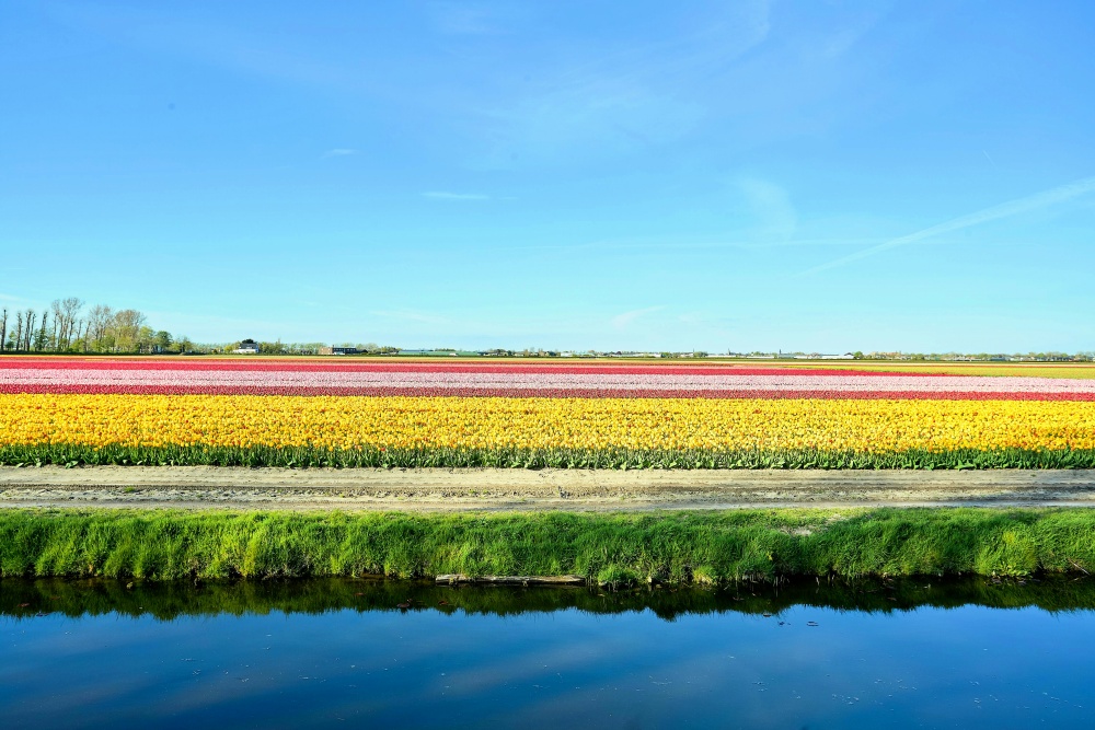 Whisper boat tour - Keukenhof - Lễ hội Tulip Hà Lan