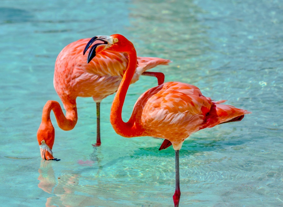 Aruba